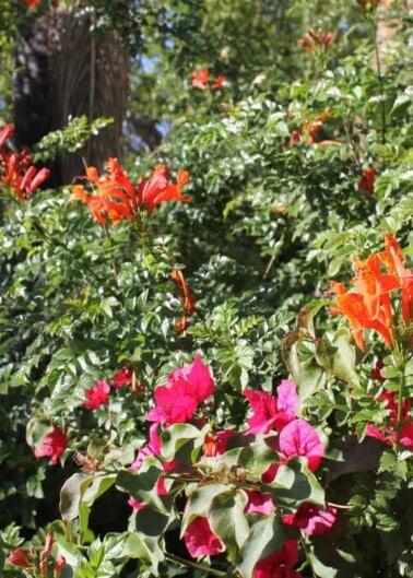 Flowering bushes