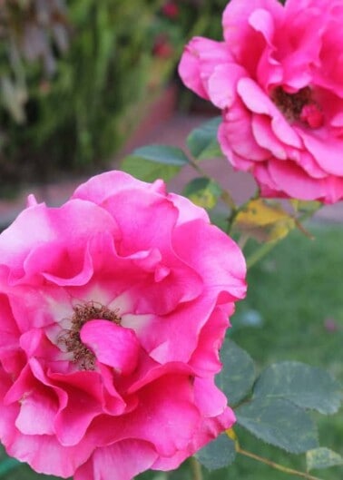 Close up of pink flowers