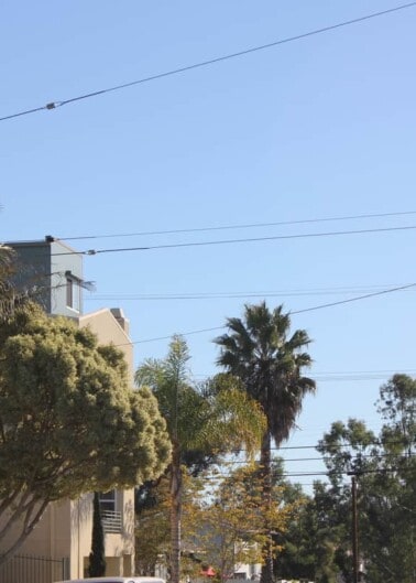 Tree lined street with power lines