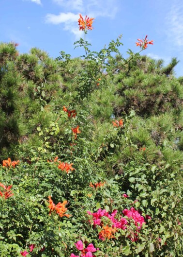 Flowering tree