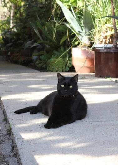 Black Cat Laying on Side walk