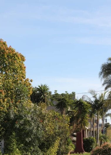 Tree lined street with blue sky in San Diego