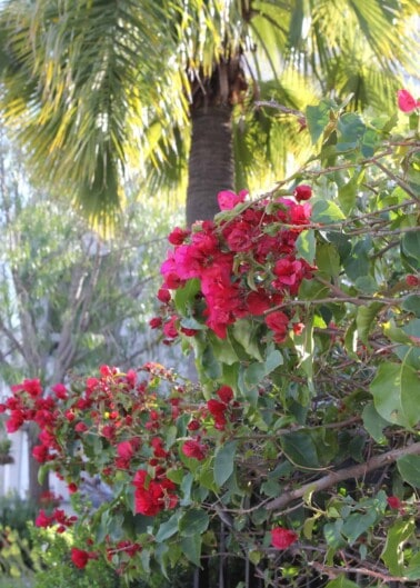 Flowering plant hanging over gate with palm tree in background