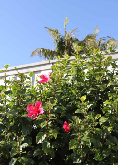 Flowering shrubs hanging over fence