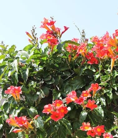 Blooming red flowers on a garden trellis against a clear sky.