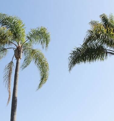 Two palm trees against a clear blue sky.