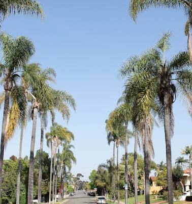 A residential street lined with palm trees under a clear sky.