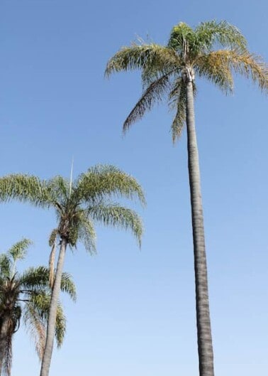 Palm trees and blue sky