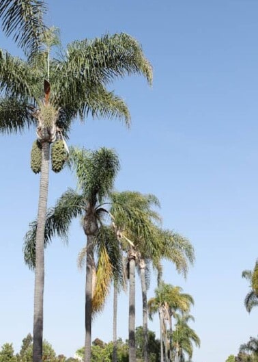 A row of tall palm trees against a clear blue sky.