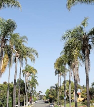 A sunny residential street lined with tall palm trees.