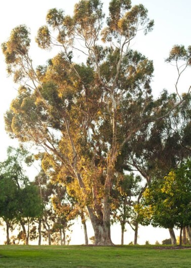 A tall eucalyptus tree standing in a grassy field at dusk.