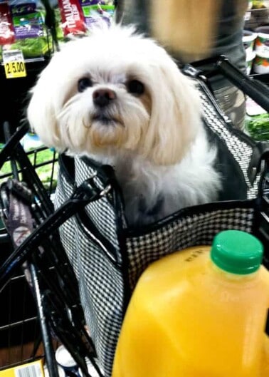 A small white dog sitting in a shopping cart beside a jug of orange juice.