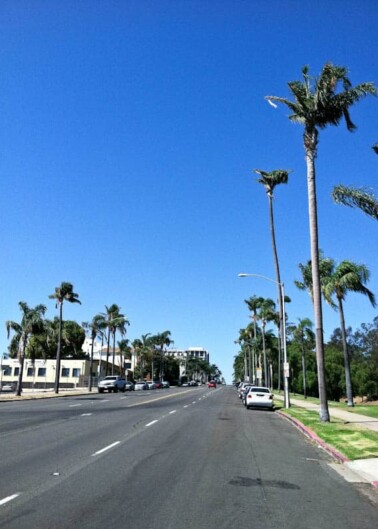 Palm trees lining a clear street under a blue sky.