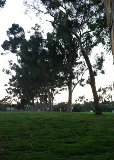 Eucalyptus trees standing tall in a grassy park at dusk.