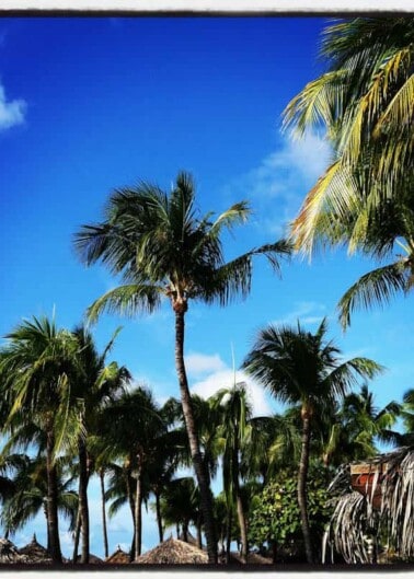 Tropical paradise with palm trees against a clear blue sky.