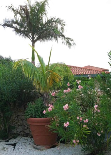 A potted plant with pink flowers in front of a rock wall, with a palm tree and part of a building with a tiled roof in the background.