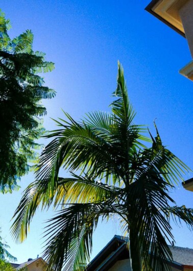 Palm tree against a clear blue sky with the corner of a building visible.