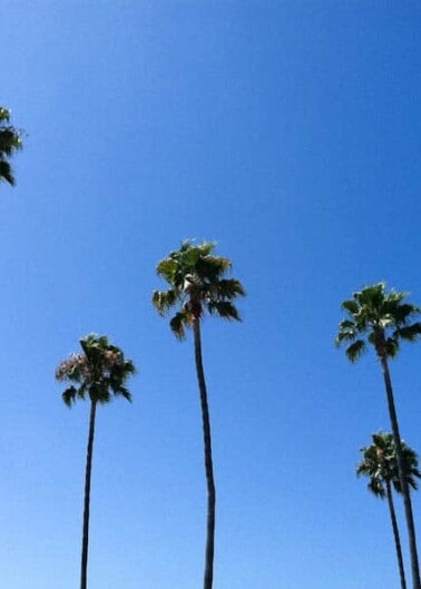 Palm trees standing tall against a clear blue sky.