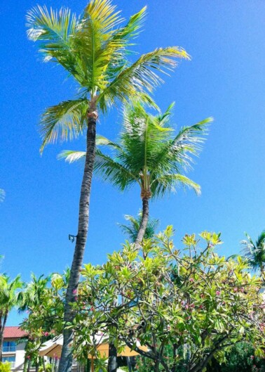 Tropical palm trees against a clear blue sky.