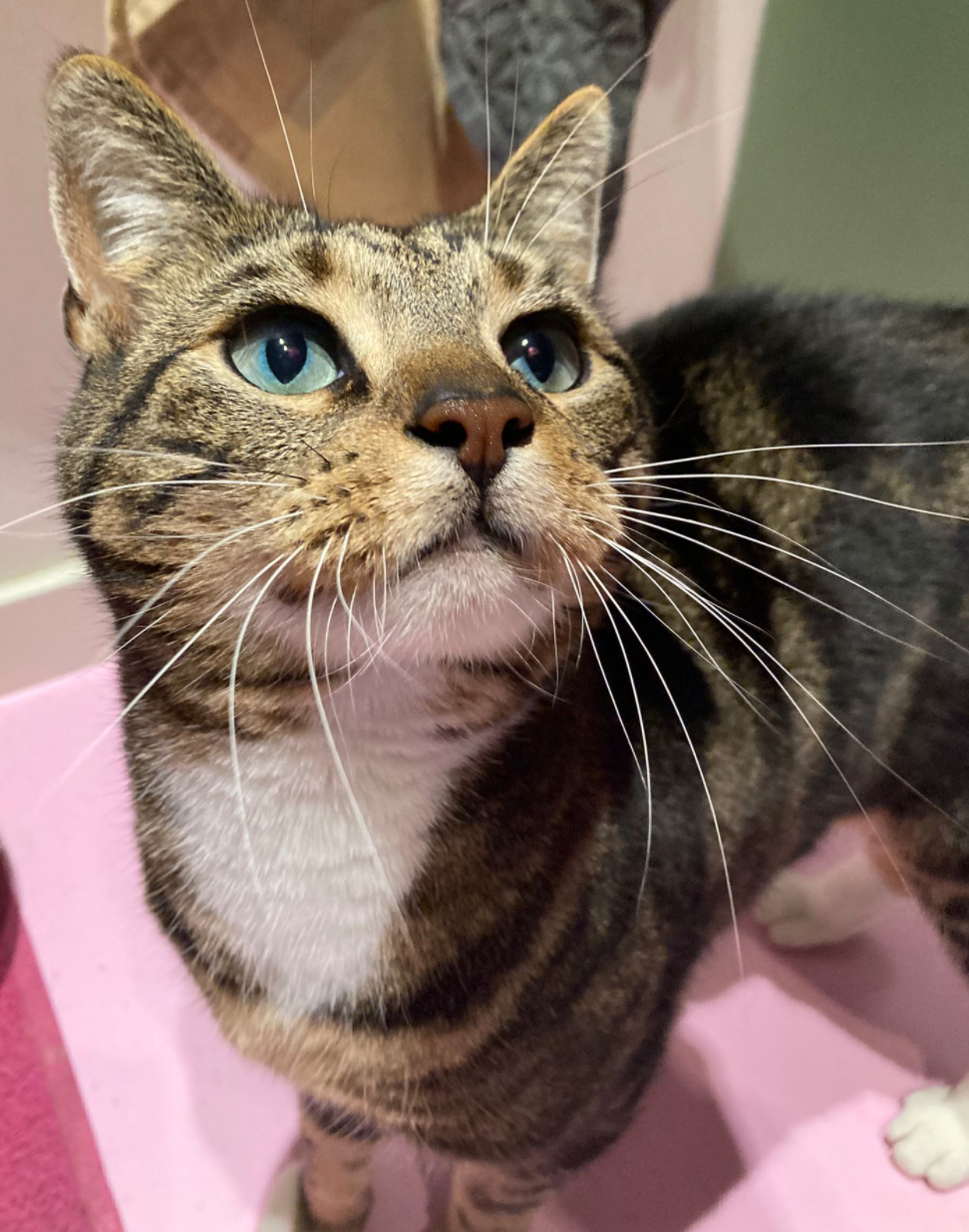 Close-up of a brown tabby cat with green eyes looking upward, standing on a pink surface.